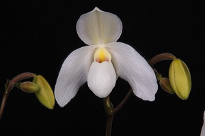 Paphiopedilum Deperle Dene HCC 76 pts.